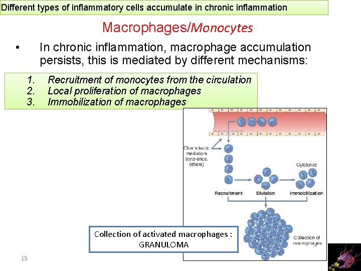 Different types of inflammatory cells accumulate in chronic inflammation Macrophages/Monocytes • In chronic inflammation,