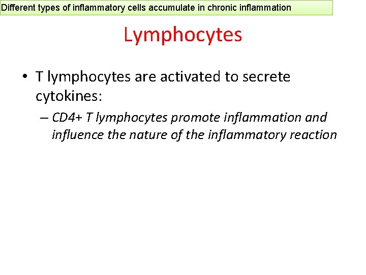 Different types of inflammatory cells accumulate in chronic inflammation Lymphocytes • T lymphocytes are