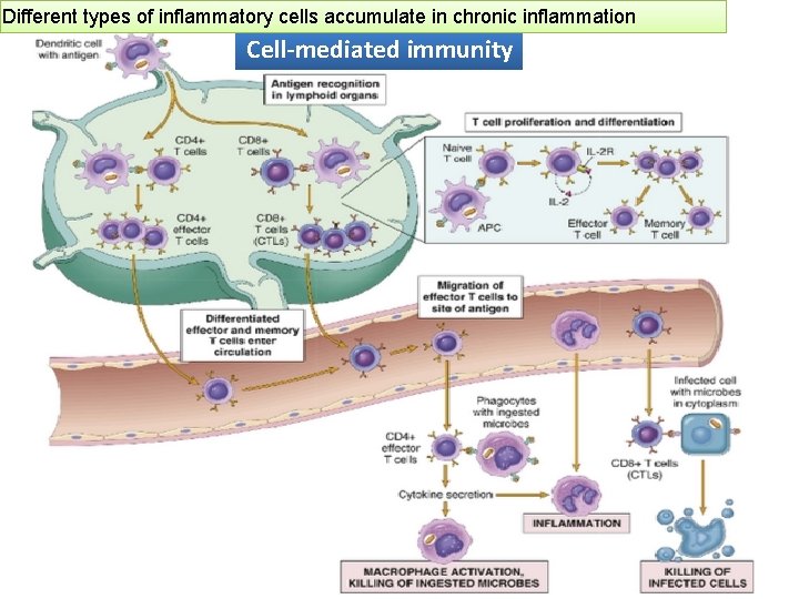Different types of inflammatory cells accumulate in chronic inflammation Cell-mediated immunity 