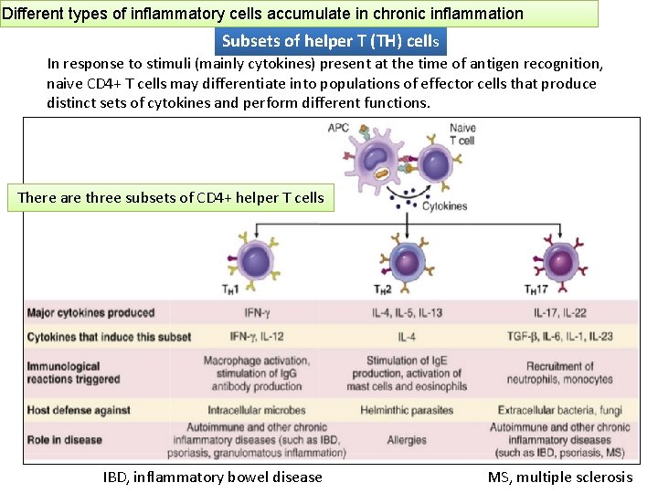 Different types of inflammatory cells accumulate in chronic inflammation Subsets of helper T (TH)
