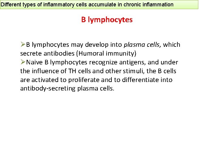 Different types of inflammatory cells accumulate in chronic inflammation B lymphocytes ØB lymphocytes may