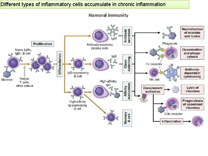 Different types of inflammatory cells accumulate in chronic inflammation Humoral immunity 