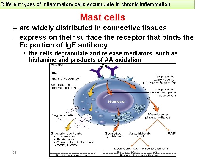 Different types of inflammatory cells accumulate in chronic inflammation Mast cells – are widely