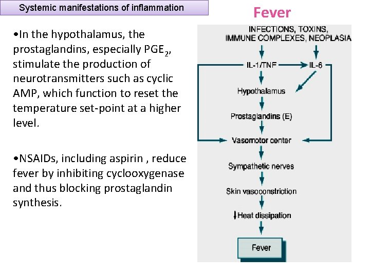 Systemic manifestations of inflammation • In the hypothalamus, the prostaglandins, especially PGE 2, stimulate