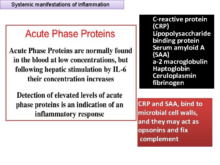 Systemic manifestations of inflammation C-reactive protein (CRP) Lipopolysaccharide binding protein Serum amyloid A (SAA)