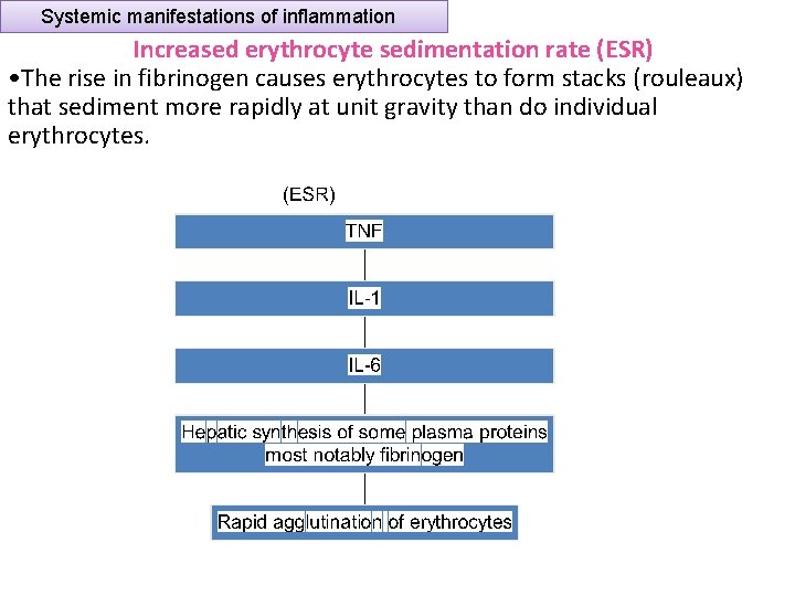 Systemic manifestations of inflammation Increased erythrocyte sedimentation rate (ESR) • The rise in fibrinogen