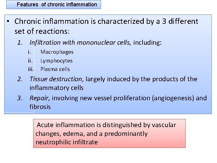 Features of chronic inflammation • Chronic inflammation is characterized by a 3 different set