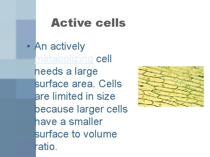 Cytology the study of cells Mrs Silverberg Biology