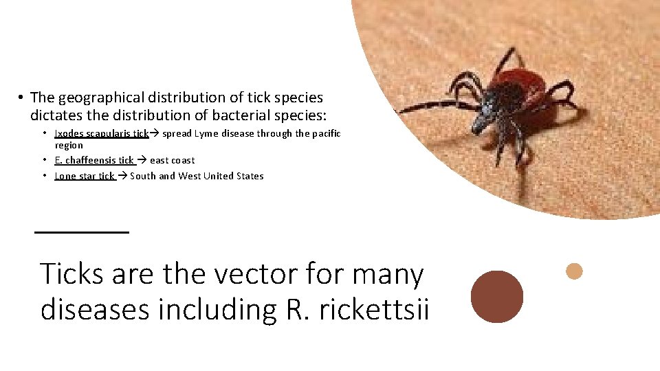  • The geographical distribution of tick species dictates the distribution of bacterial species: