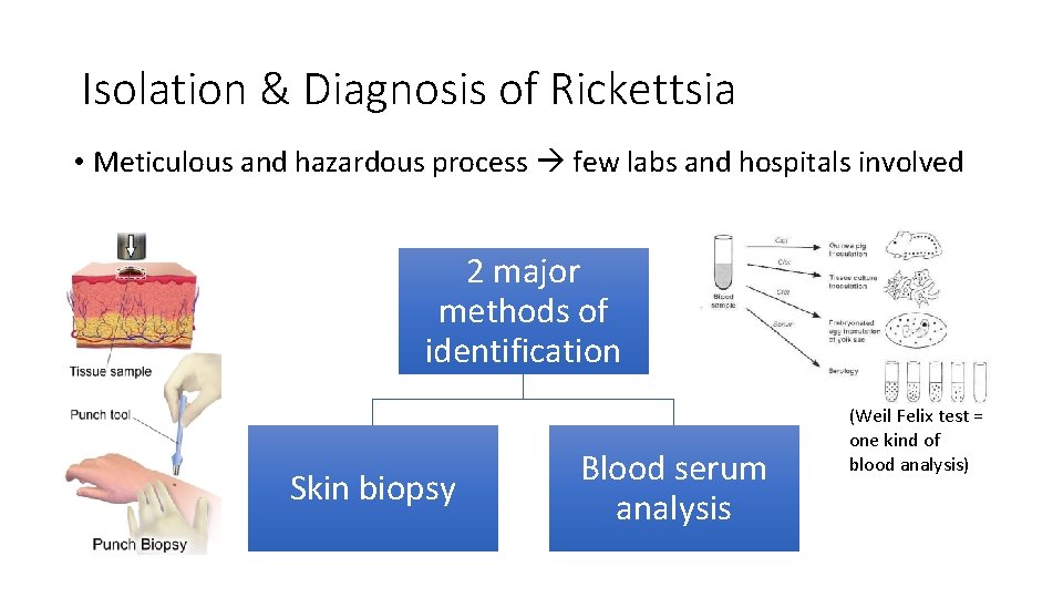 Isolation & Diagnosis of Rickettsia • Meticulous and hazardous process few labs and hospitals