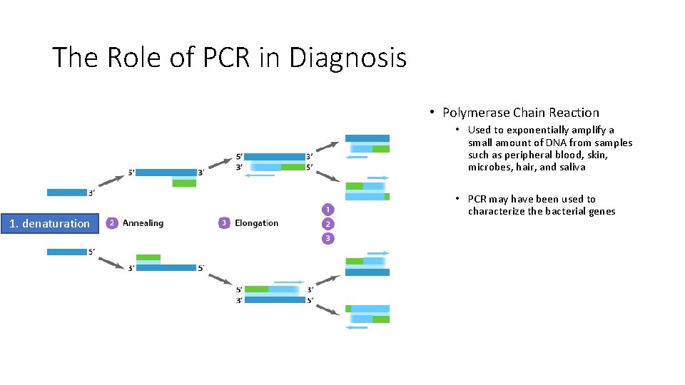 The Role of PCR in Diagnosis • Polymerase Chain Reaction • Used to exponentially