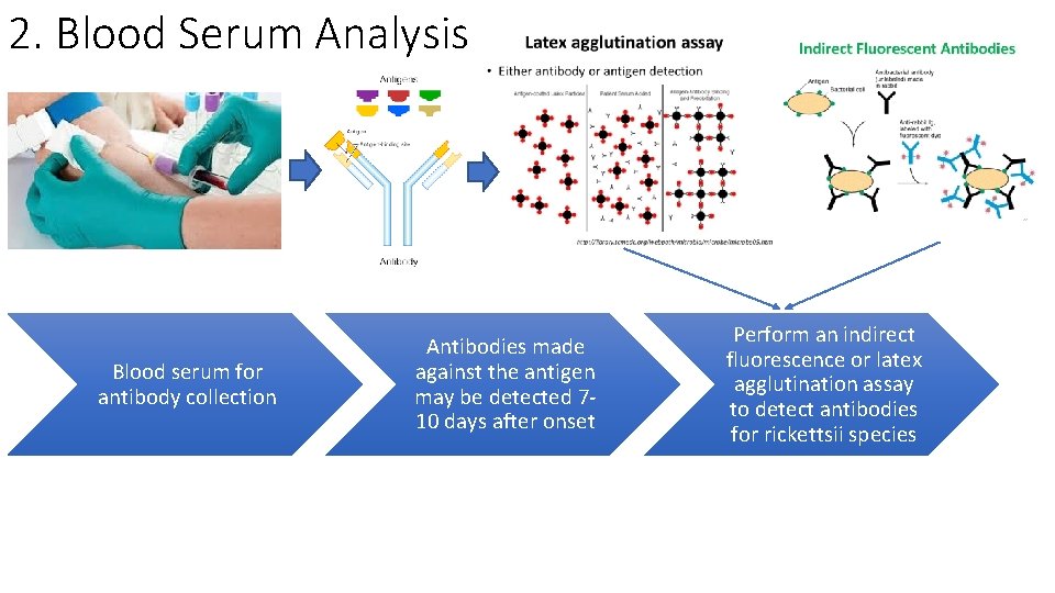 2. Blood Serum Analysis Blood serum for antibody collection Antibodies made against the antigen