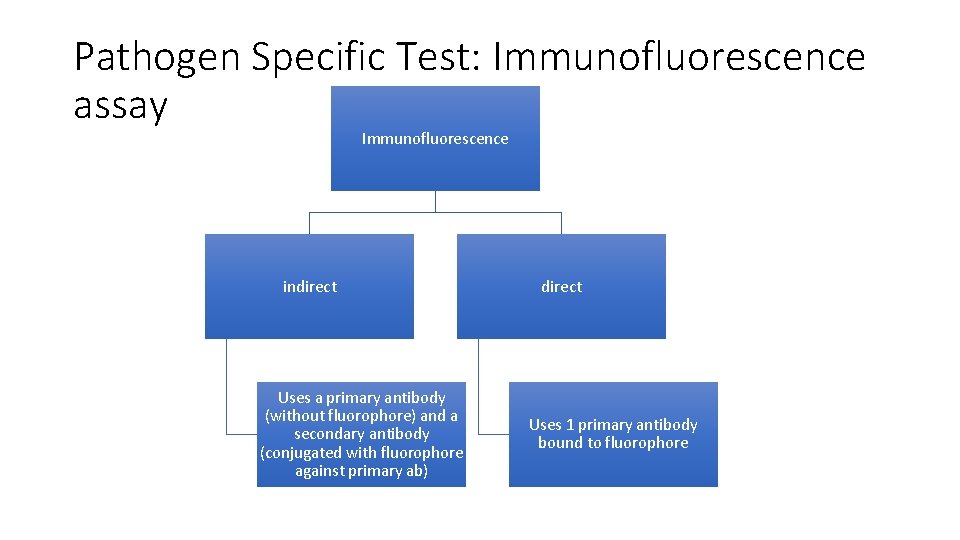 Pathogen Specific Test: Immunofluorescence assay Immunofluorescence indirect Uses a primary antibody (without fluorophore) and