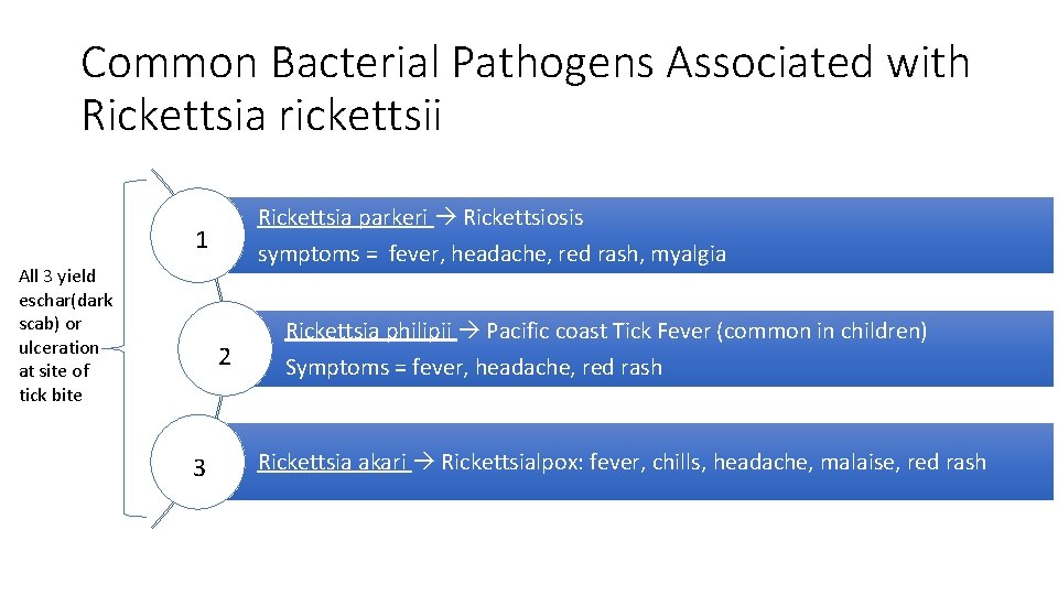 Common Bacterial Pathogens Associated with Rickettsia rickettsii Rickettsia parkeri Rickettsiosis symptoms = fever, headache,