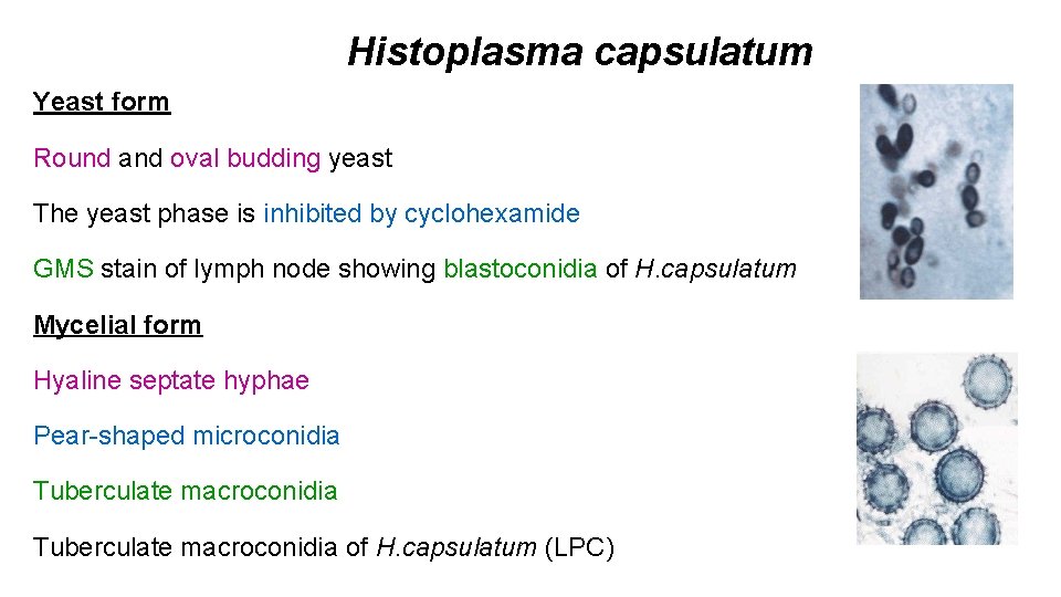 Histoplasma capsulatum Yeast form Round and oval budding yeast The yeast phase is inhibited