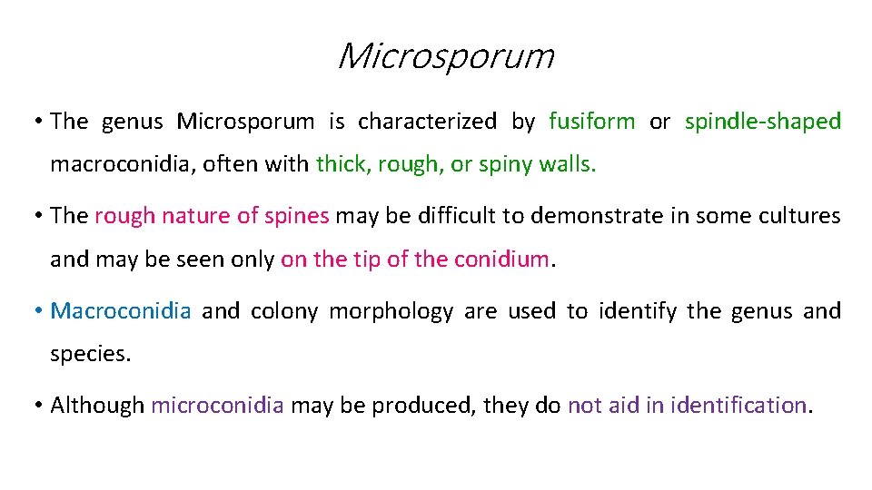 Microsporum • The genus Microsporum is characterized by fusiform or spindle-shaped macroconidia, often with