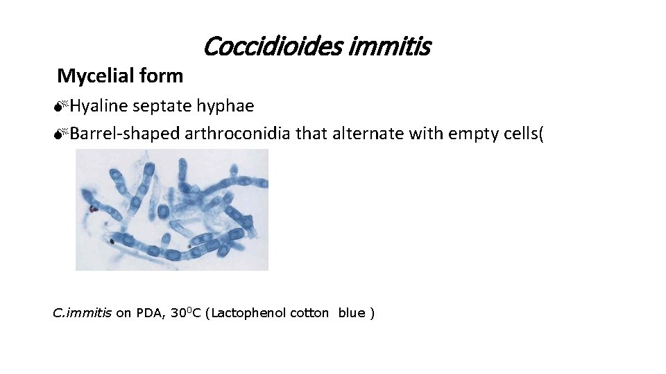 Mycelial form Coccidioides immitis MHyaline septate hyphae MBarrel-shaped arthroconidia that alternate with empty C.