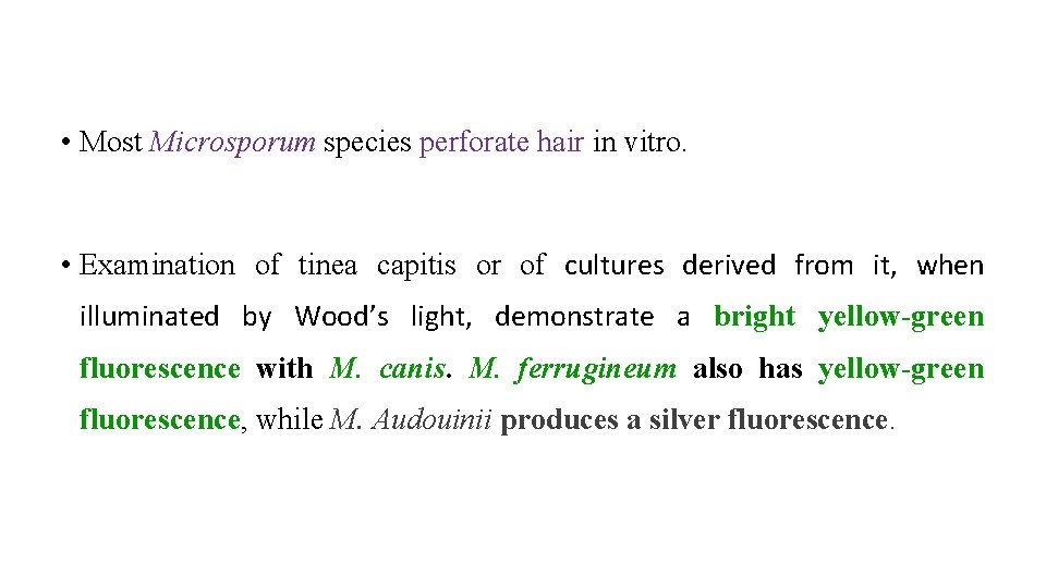  • Most Microsporum species perforate hair in vitro. • Examination of tinea capitis