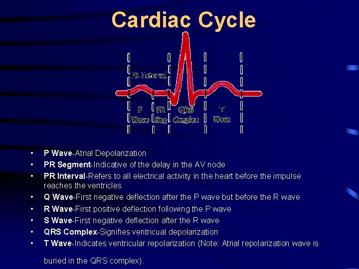 Cardiac Cycle • • P Wave-Atrial Depolarization PR Segment-Indicative of the delay in the