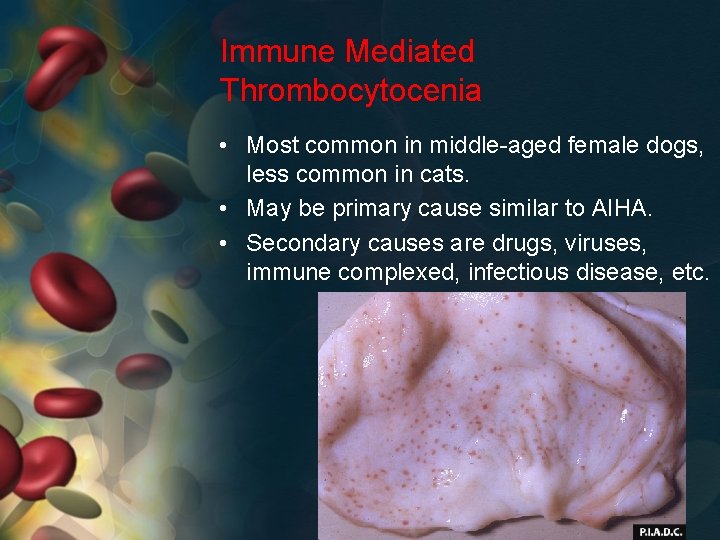 Immune Mediated Thrombocytocenia • Most common in middle-aged female dogs, less common in cats.