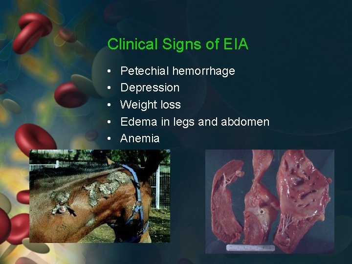 Clinical Signs of EIA • • • Petechial hemorrhage Depression Weight loss Edema in