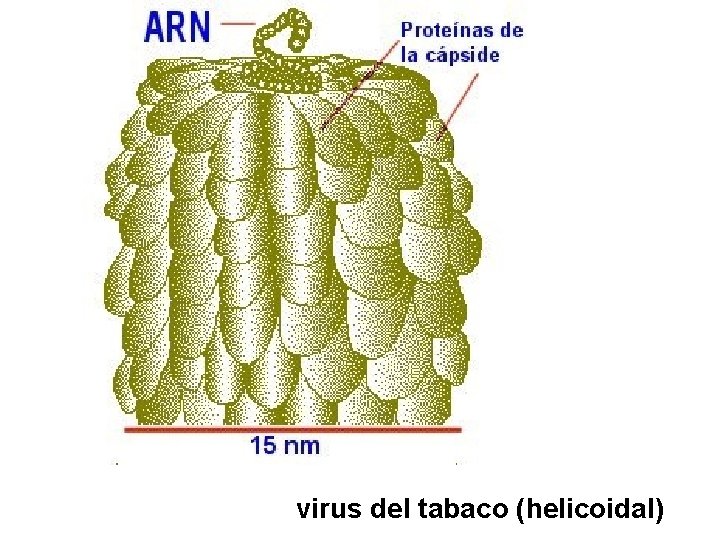 virus del tabaco (helicoidal) 