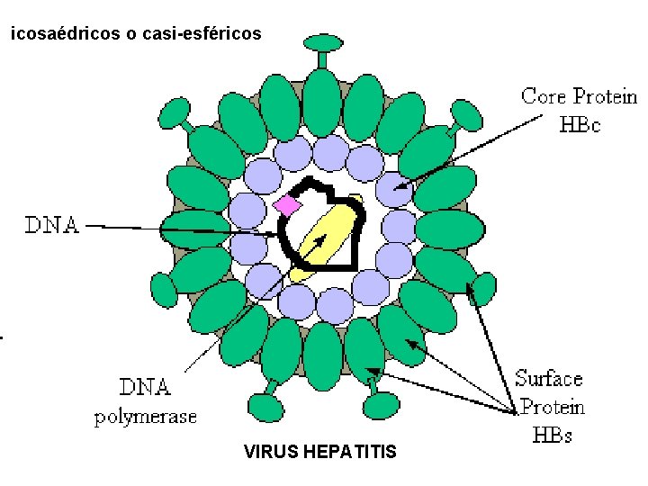 icosaédricos o casi-esféricos VIRUS HEPATITIS 
