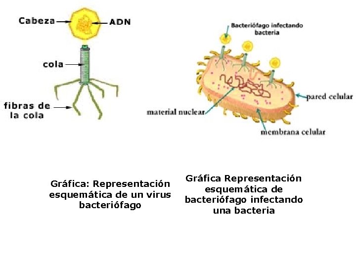 Gráfica: Representación esquemática de un virus bacteriófago Gráfica Representación esquemática de bacteriófago infectando una