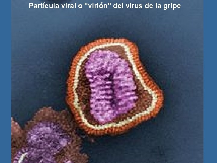 Partícula viral o "virión" del virus de la gripe 