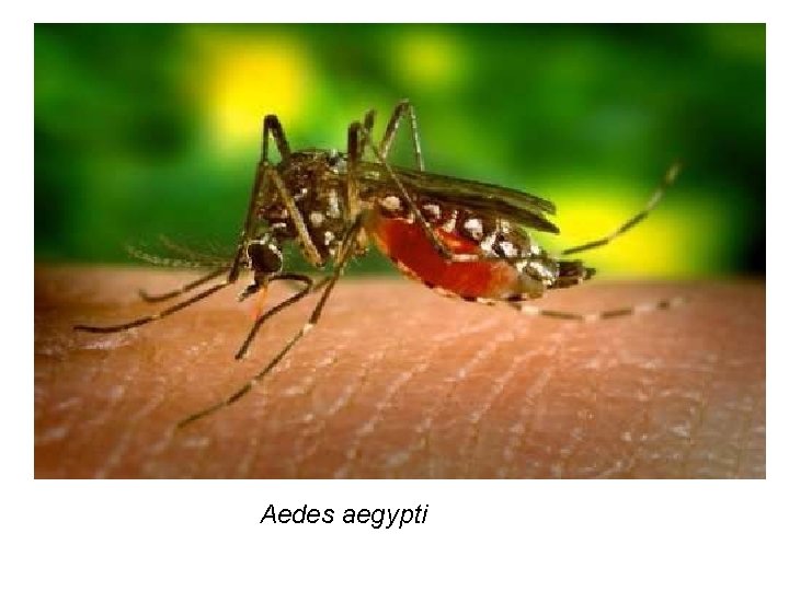 Aedes aegypti 