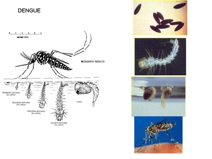 DENGUE 