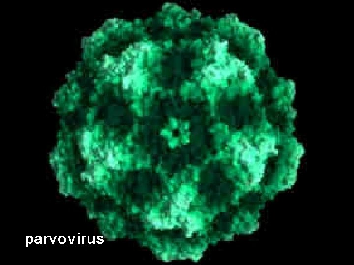 parvovirus 