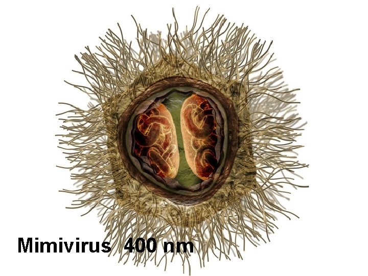 Mimivirus 400 nm 