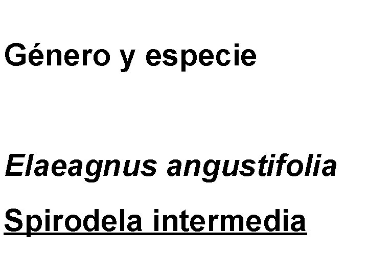 Género y especie Elaeagnus angustifolia Spirodela intermedia 