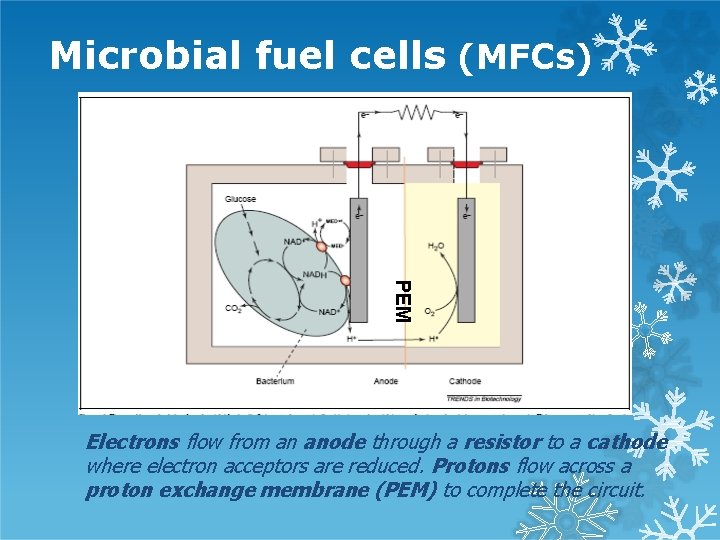 Microbial fuel cells (MFCs) PEM Electrons flow from an anode through a resistor to