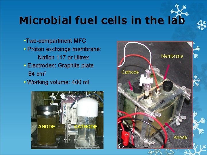 Microbial fuel cells in the lab • Two-compartment MFC • Proton exchange membrane: Nafion