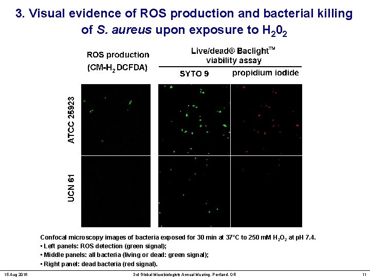 3. Visual evidence of ROS production and bacterial killing of S. aureus upon exposure