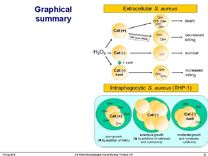 Graphical summary 15 Aug 2016 3 rd Global Microbiologists Annual Meeting, Portland, OR 22