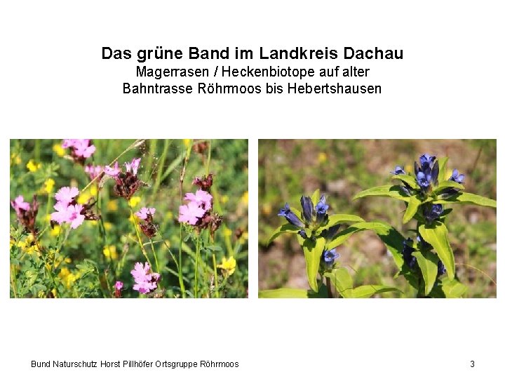 Das grüne Band im Landkreis Dachau Magerrasen / Heckenbiotope auf alter Bahntrasse Röhrmoos bis