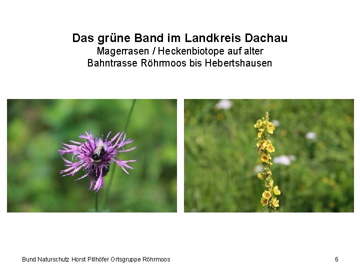 Das grüne Band im Landkreis Dachau Magerrasen / Heckenbiotope auf alter Bahntrasse Röhrmoos bis