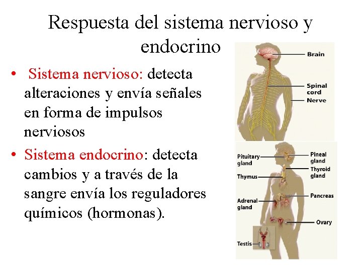 Respuesta del sistema nervioso y endocrino • Sistema nervioso: detecta alteraciones y envía señales