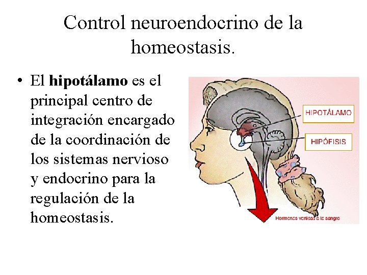 Control neuroendocrino de la homeostasis. • El hipotálamo es el principal centro de integración