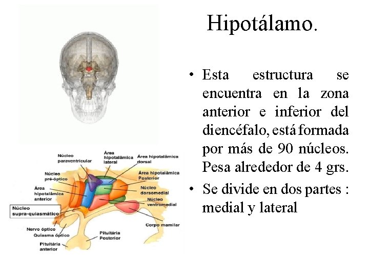 Hipotálamo. • Esta estructura se encuentra en la zona anterior e inferior del diencéfalo,