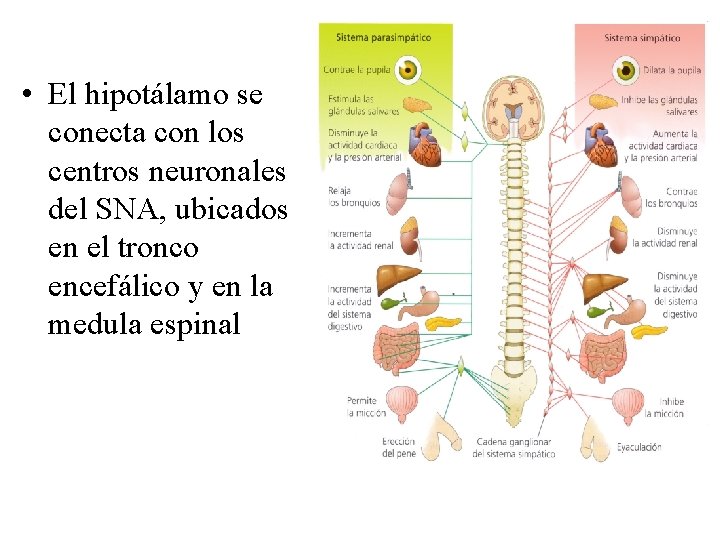 • El hipotálamo se conecta con los centros neuronales del SNA, ubicados en