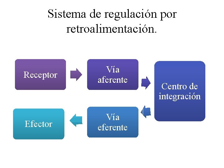 Sistema de regulación por retroalimentación. Receptor Efector Vía aferente Vía eferente Centro de integración