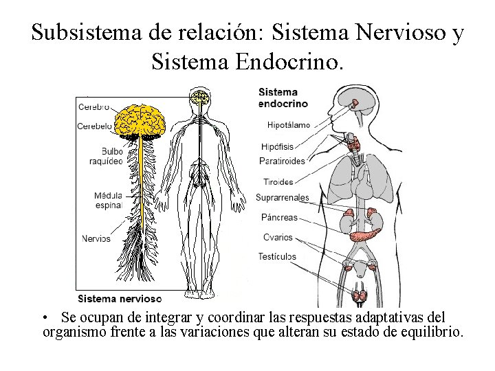 Subsistema de relación: Sistema Nervioso y Sistema Endocrino. • Se ocupan de integrar y
