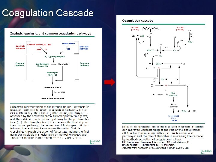 Coagulation Cascade 