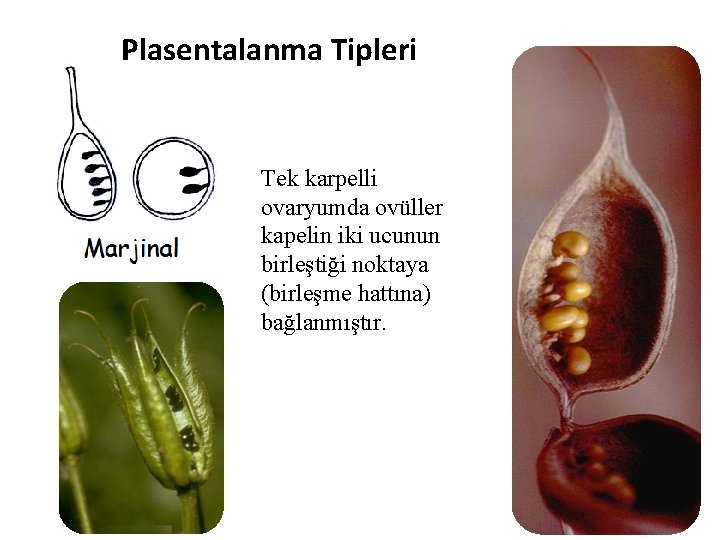 Plasentalanma Tipleri Tek karpelli ovaryumda ovüller kapelin iki ucunun birleştiği noktaya (birleşme hattına) bağlanmıştır.