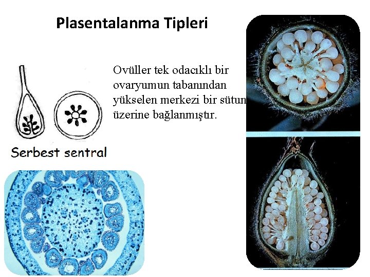Plasentalanma Tipleri Ovüller tek odacıklı bir ovaryumun tabanından yükselen merkezi bir sütun üzerine bağlanmıştır.