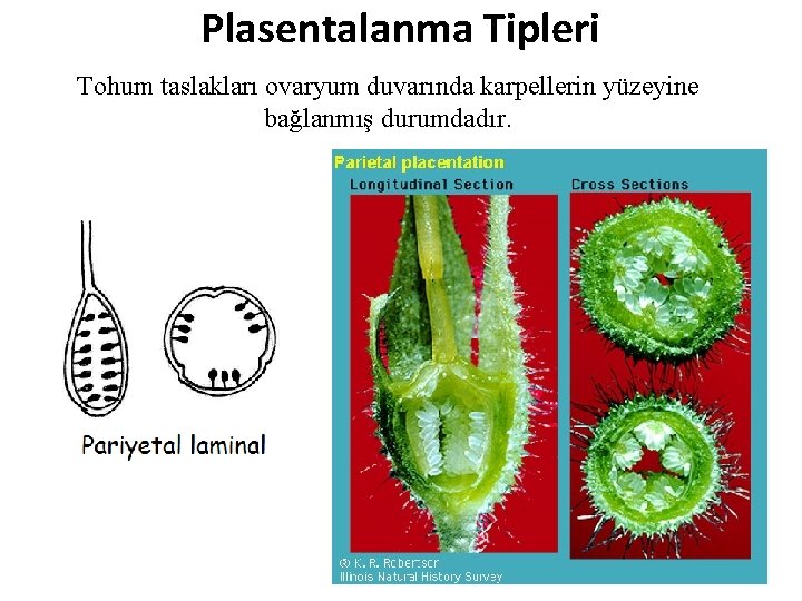 Plasentalanma Tipleri Tohum taslakları ovaryum duvarında karpellerin yüzeyine bağlanmış durumdadır. 